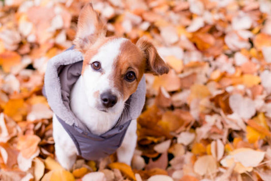 Dog Jackets Winter