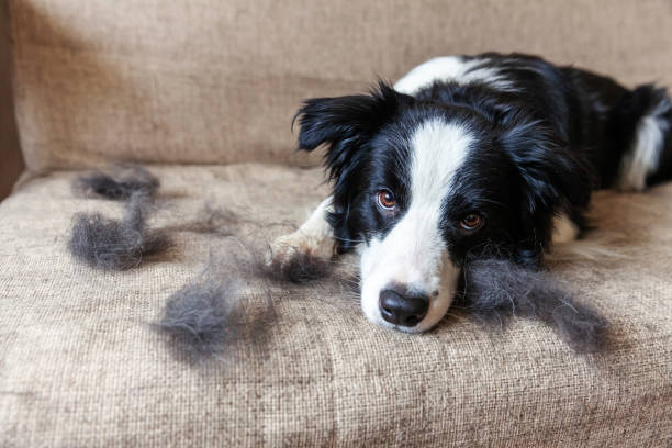 Dog Brush Shedding