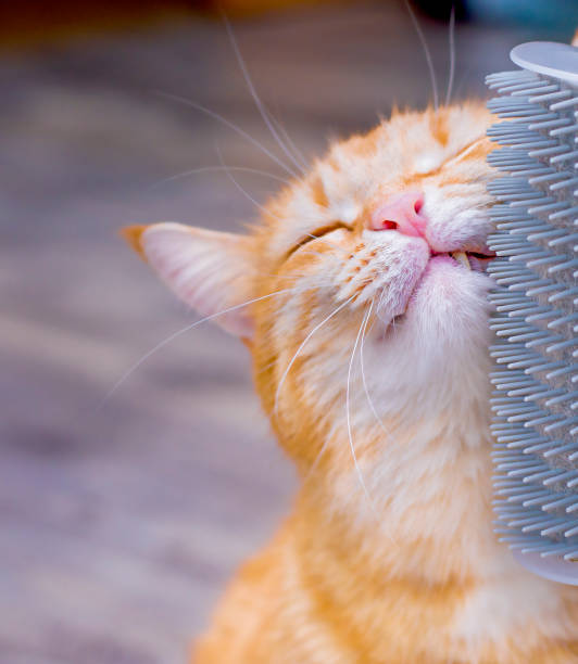 Steam Cat Brush Australia