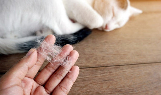 Cat Hair Steam Cleaner