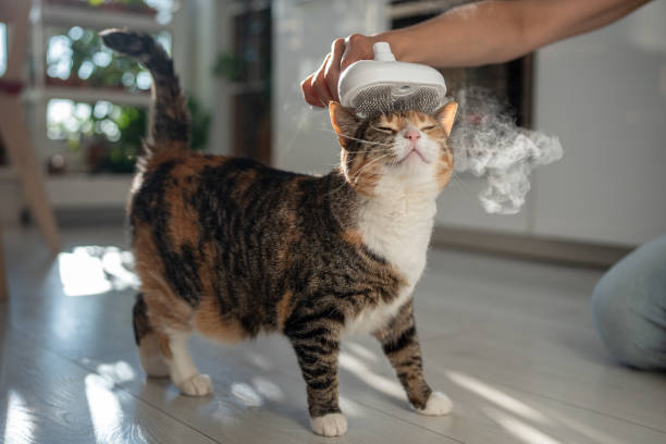 Cat Steam Brush Benefits