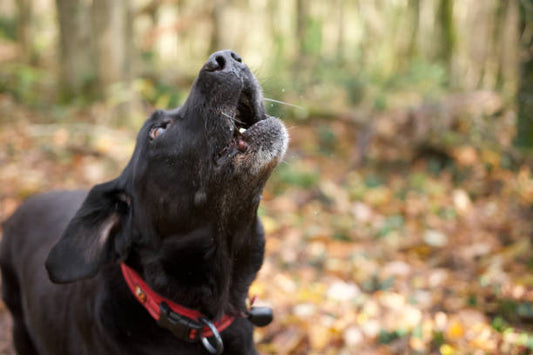 Dog Bark Silencer