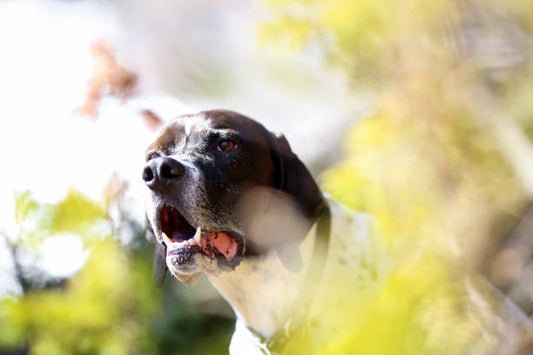 Dog Bark Silencer Australia