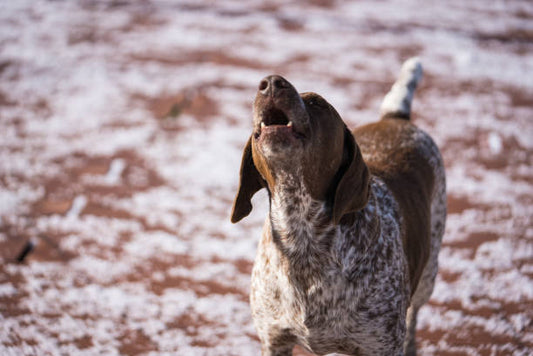 Dog Bark Silencer Reviews