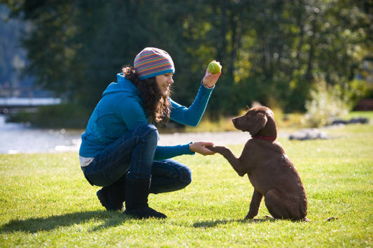 Dog Training Collar Australia