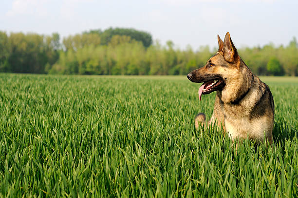 Best Training Collar for German Shepherd