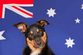 Pet Supplies Australia