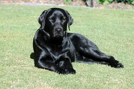 Pet Coat Cleaner