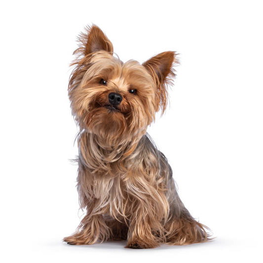 Small Dog training collar