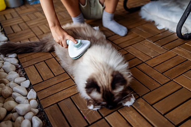 Steam Brush for Pets