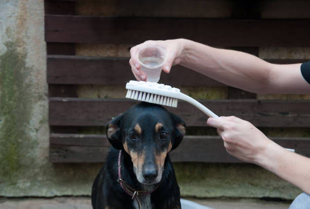 steam dog brush
