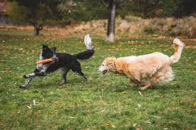 best dog toys for active dogs