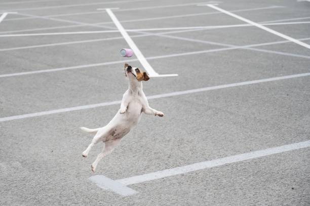 automatic ball thrower for small dogs