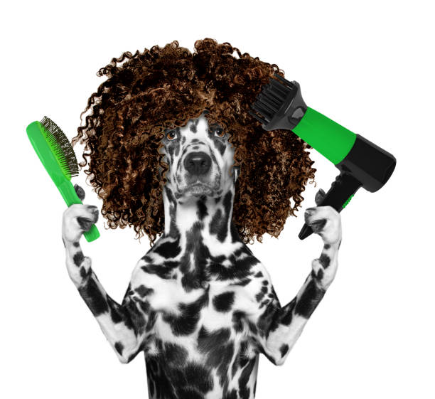 Best Steam Brush for Dogs in Australia