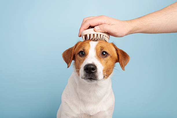 Does Grooming Help with Itchy Skin in Dogs and Cats