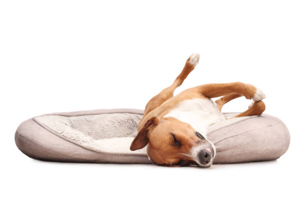 Best Dog Bed for Large Dogs