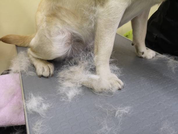 How to Brush a Shedding Dog