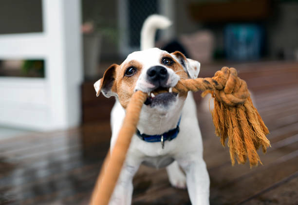 Best Toys for Puppies by Age and Stage