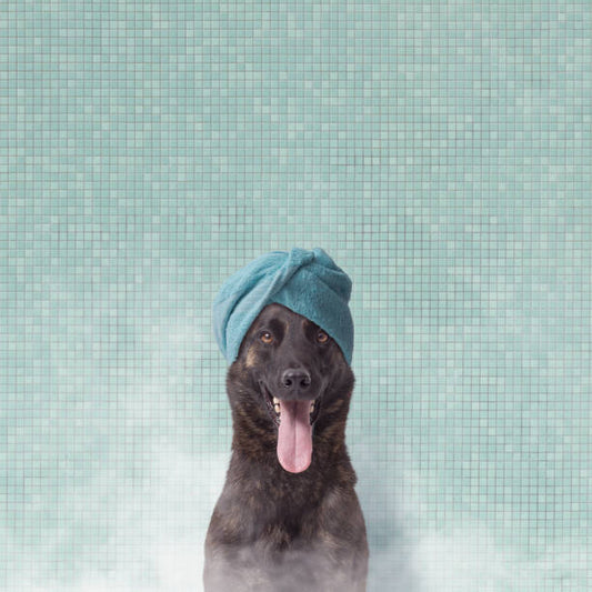 Does the Pet Steam Brush Work