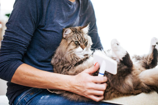 Steam Cat Hair Brush