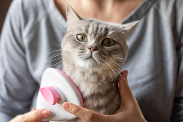 Best Steam Brush for Cats in Australia