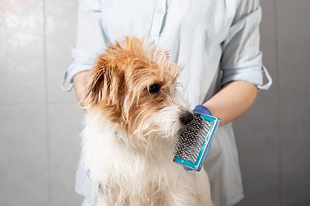 Steam Dog Brush Australia