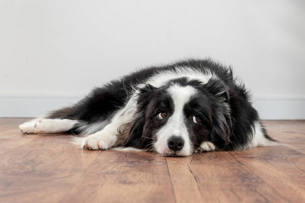 How to Build a Stable Routine for an Anxious Dog