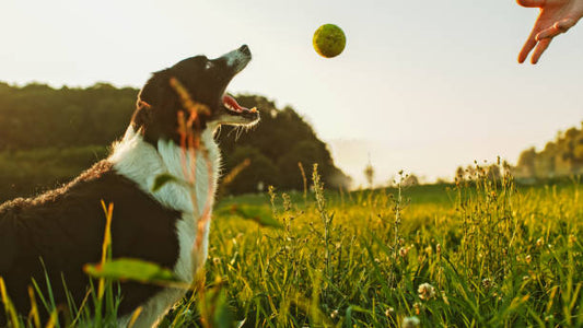 automatic ball thrower for large dogs