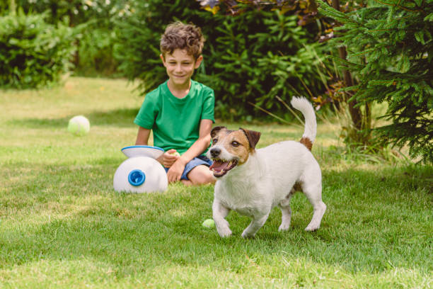 Automatic Dog Ball Launcher Benefits 