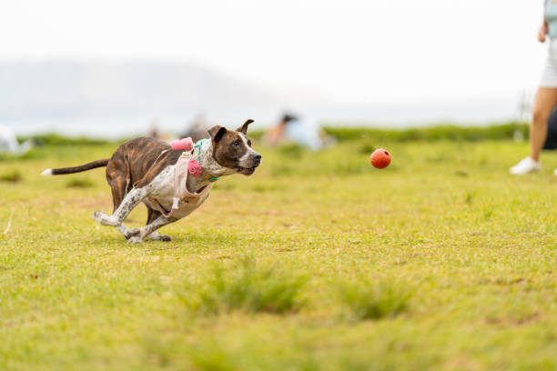 Automatic Ball Thrower for Big Dogs