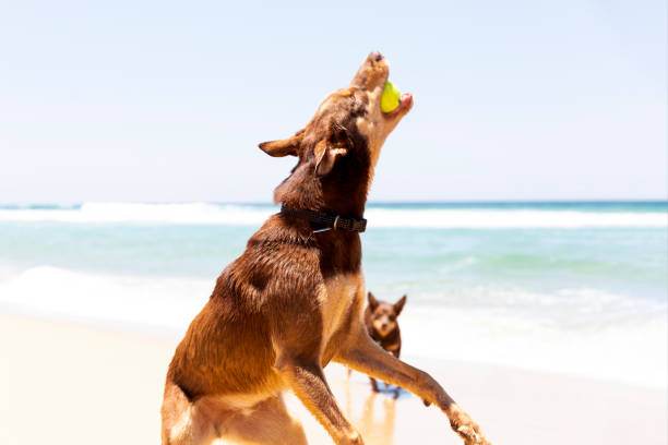 Automatic Ball Thrower for Dogs in Australia