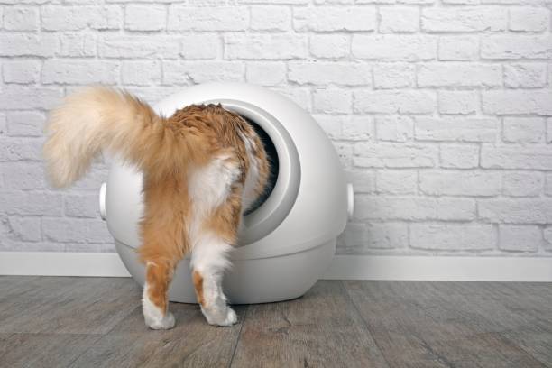 Automatic Cat Litter Box 