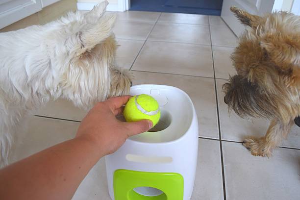automatic dog ball launcher australia