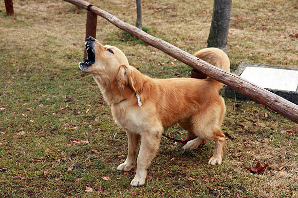 Bark Silencer for Dogs
