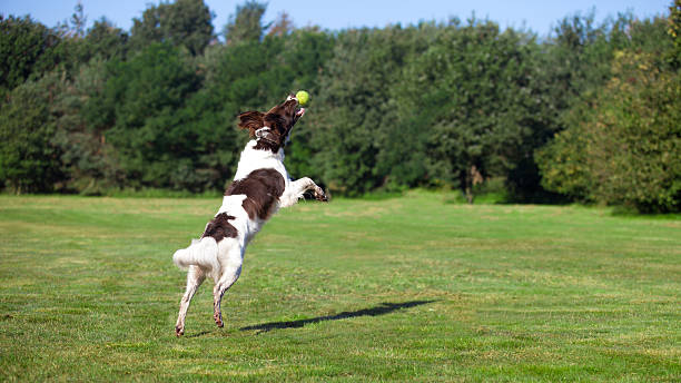 Best Dog Ball Launcher