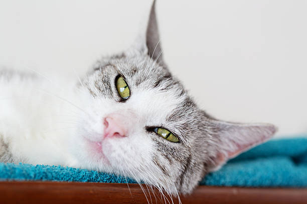 best brush for short hair cat