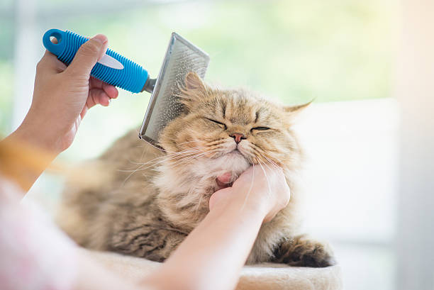 Best Cat Brush