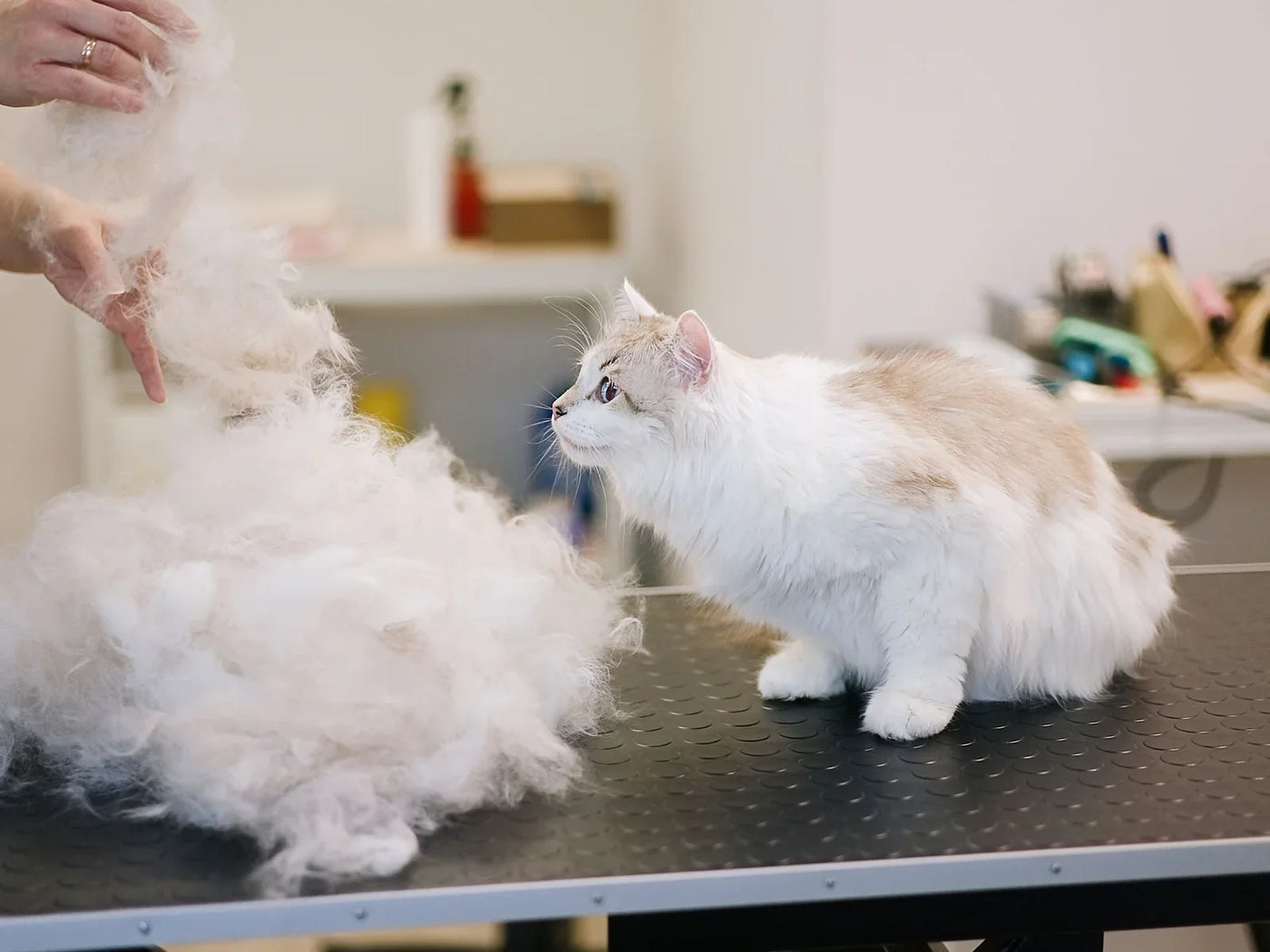 Best Cat Brush for Long Hair: Expert Grooming Advice for Australian Cat Owners