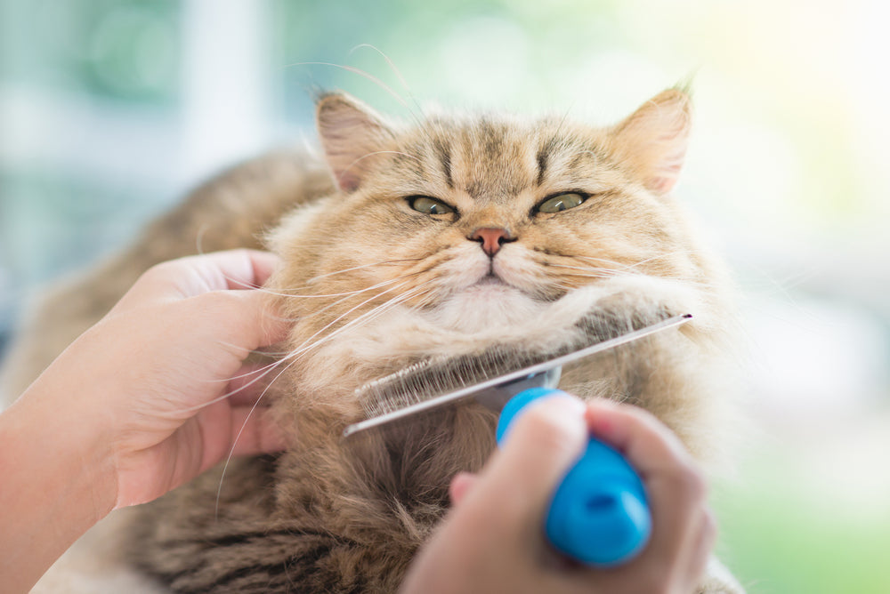 best cat deshedding brush