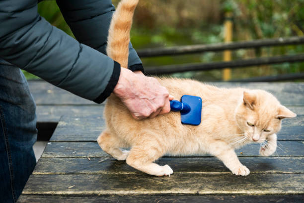 best cat hair brush