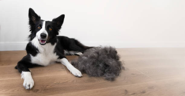 Best Dog Grooming Tools for Heavy Shedders