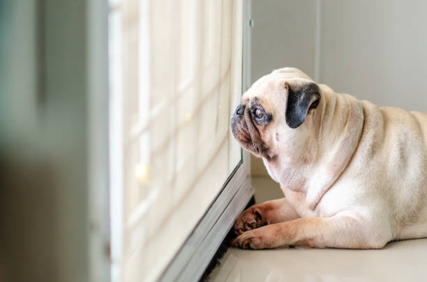 Best Interactive Dog Toys for Boredom