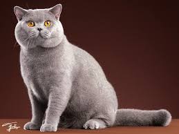 Best Cat Brush for British Shorthair