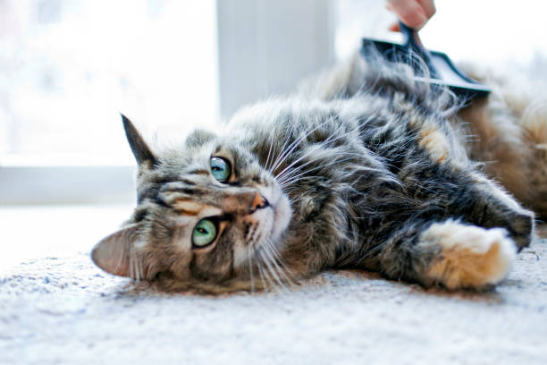 Brush for Cat