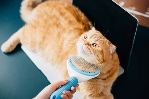cat brush for undercoat