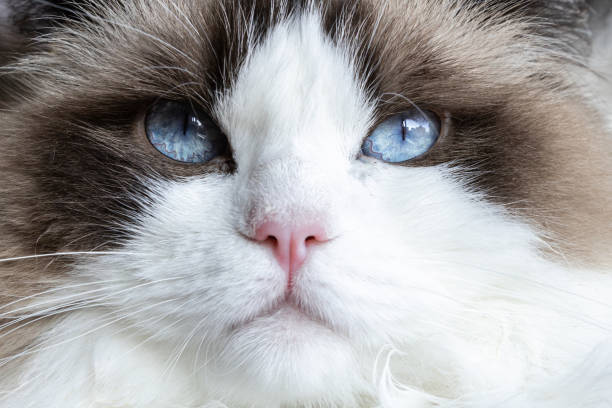 Best Cat Brush for Shedding