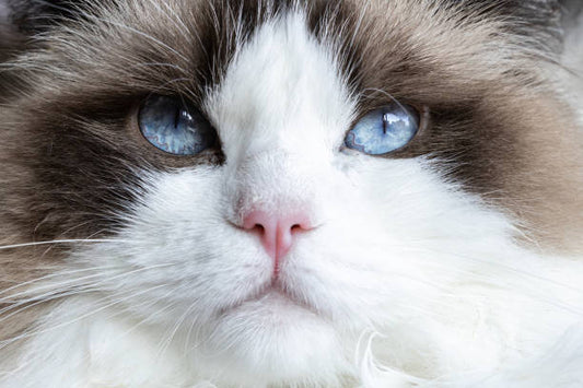 Best Cat Brush for Shedding