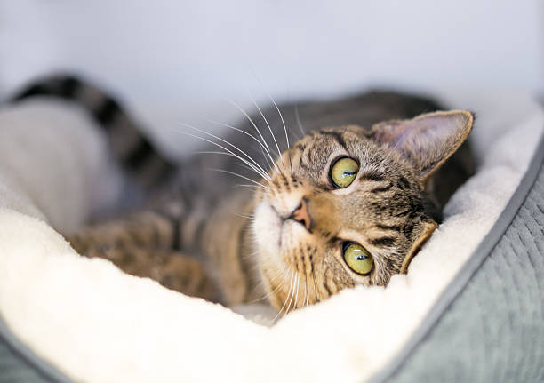 Best Cat Bed for Indoor Cats