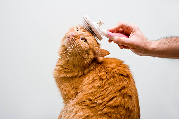 best cat brush Australia