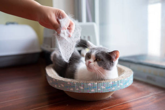 Cat brush for Shedding